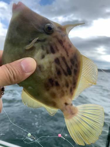 カワハギの釣果