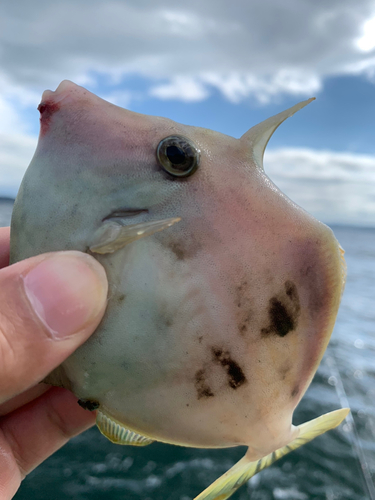 カワハギの釣果