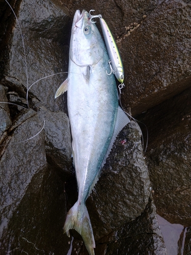 イナダの釣果