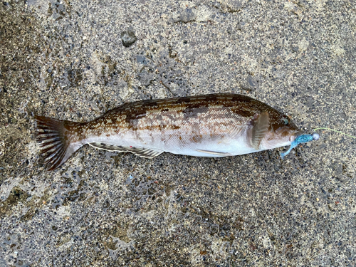 アイナメの釣果