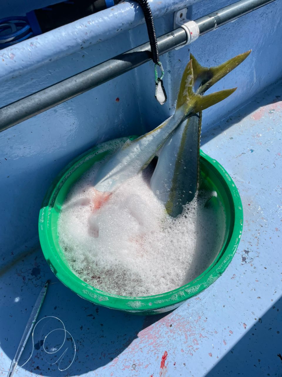 あたるんさんの釣果 3枚目の画像