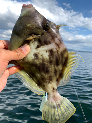 カワハギの釣果