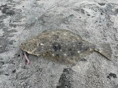 ヒラメの釣果