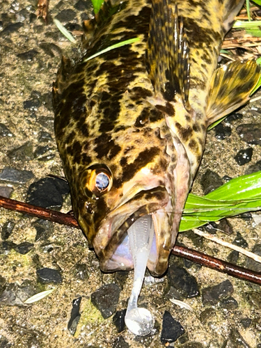 アコウの釣果