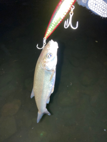 ウグイの釣果