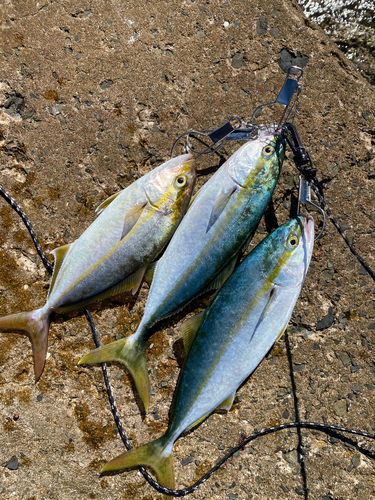 ヤズの釣果