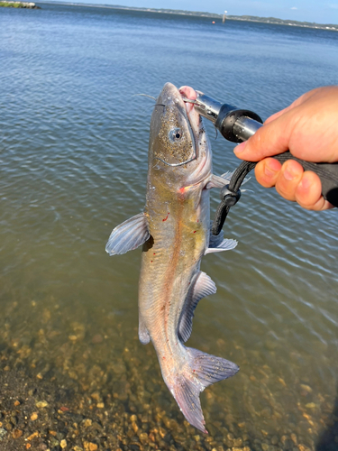 釣果