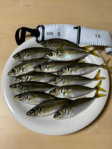 アジの釣果