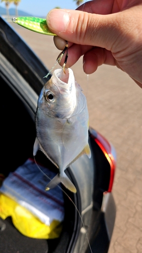 メッキの釣果