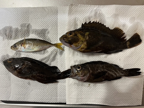 タケノコメバルの釣果