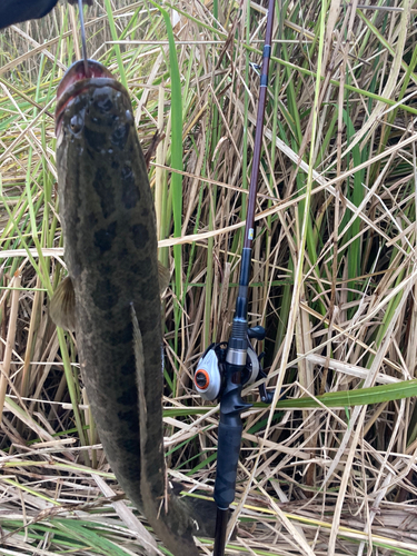 ライギョの釣果