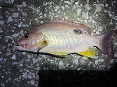 モンツキイサキの釣果