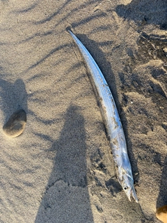 タチウオの釣果