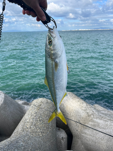 ハマチの釣果