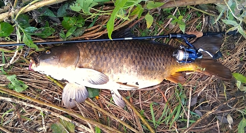 コイの釣果