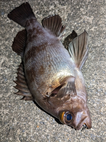 メバルの釣果