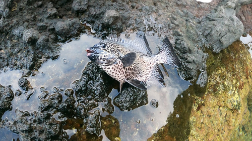 イサキの釣果