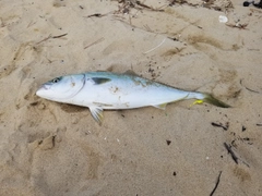 ハマチの釣果