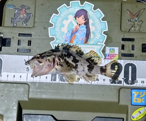 タケノコメバルの釣果