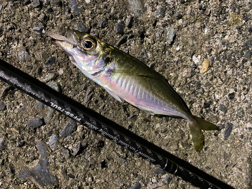 マアジの釣果