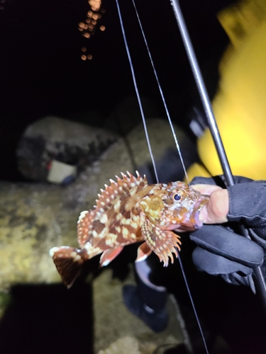 アラカブの釣果