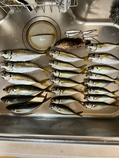 アジの釣果