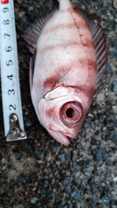 キントキダイの釣果