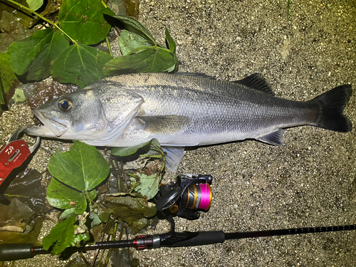 スズキの釣果