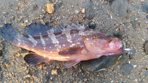 アコウの釣果