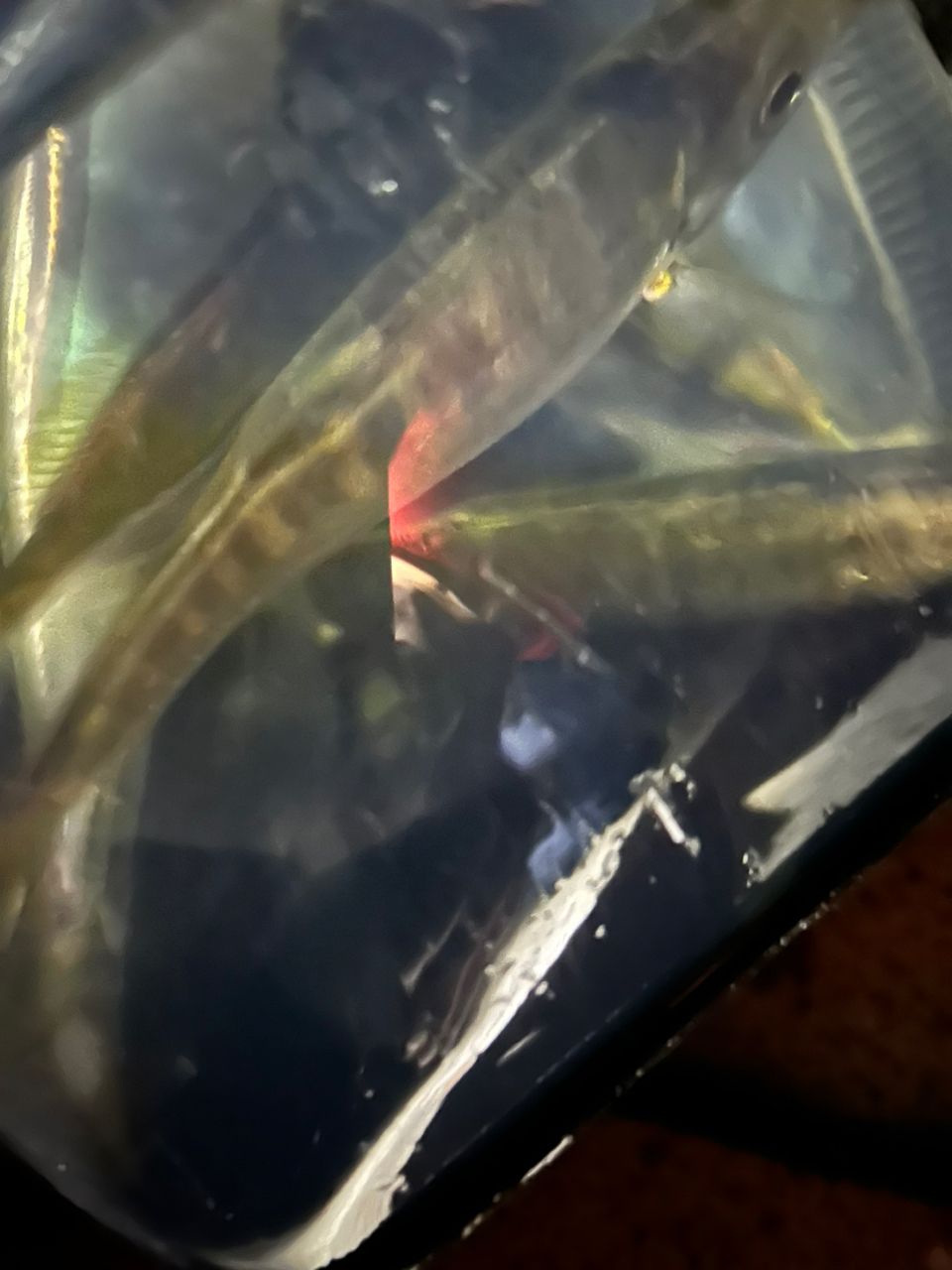 アジ