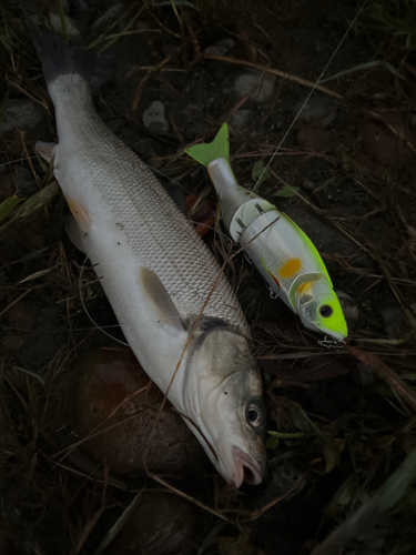 ウグイの釣果