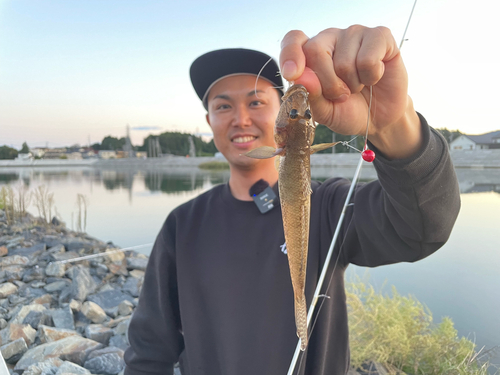 マハゼの釣果