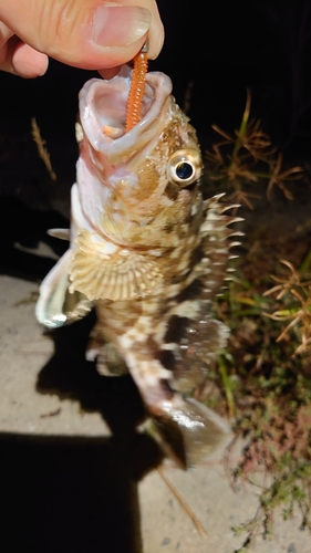 ガシラの釣果