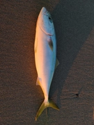 イナダの釣果