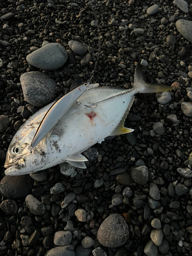 メッキの釣果