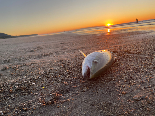 ワラサの釣果