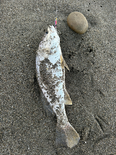 ニベの釣果