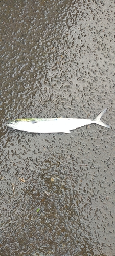 サゴシの釣果