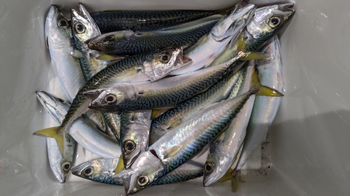 サバの釣果