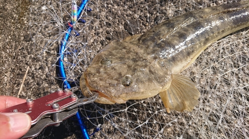 マゴチの釣果