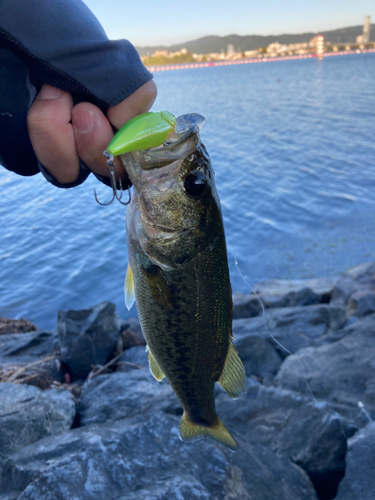 ブラックバスの釣果