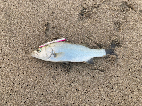 セイゴ（ヒラスズキ）の釣果