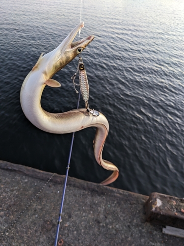 ハモの釣果