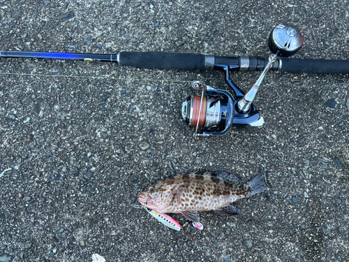 オオモンハタの釣果