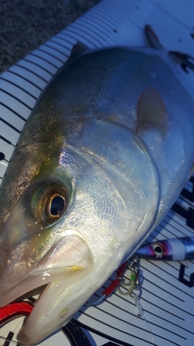 ショゴの釣果