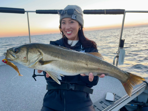 シーバスの釣果