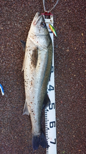 シーバスの釣果