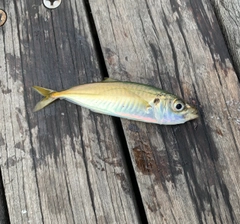 マルアジの釣果