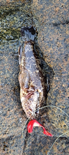 タケノコメバルの釣果