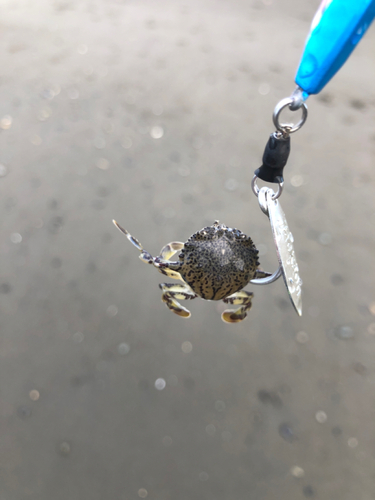 ワタリガニの釣果